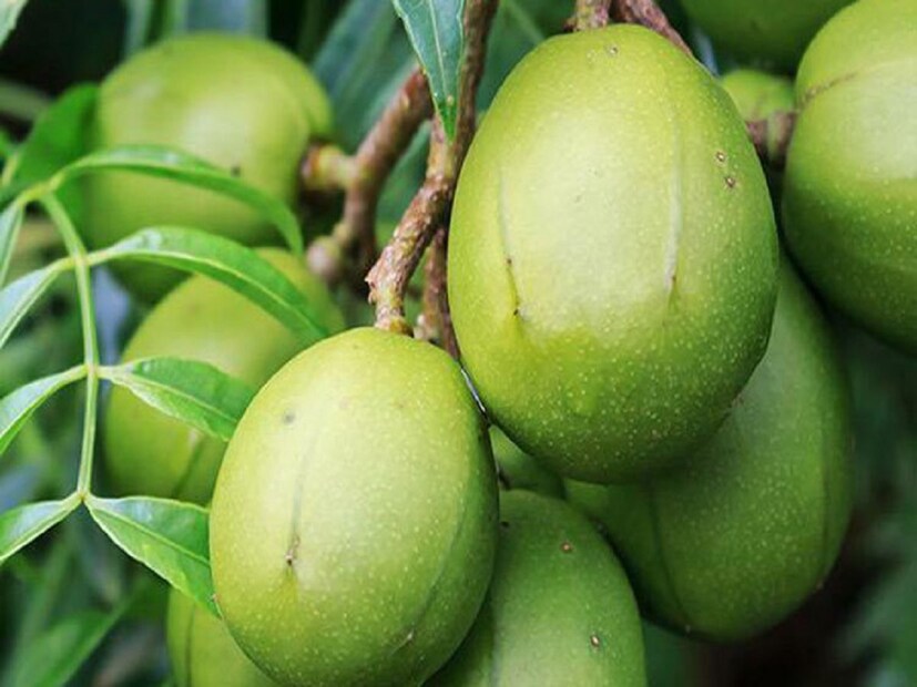 আমড়ার খোসায় থাকা আঁশ বদহজম ও কোষ্ঠকাঠিন্য প্রতিরোধে সাহায্য করে। ভিটামিন ও ক্যালসিয়াম দাঁত ও মাড়ি শক্ত করে।