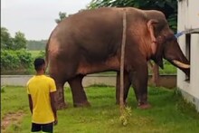 Elephant Ramlal: শান্ত স্বভাব, এদিক-সেদিক ঘুরছে দাঁতাল, লোকের ভিড়ে-ভিড়, তারপর