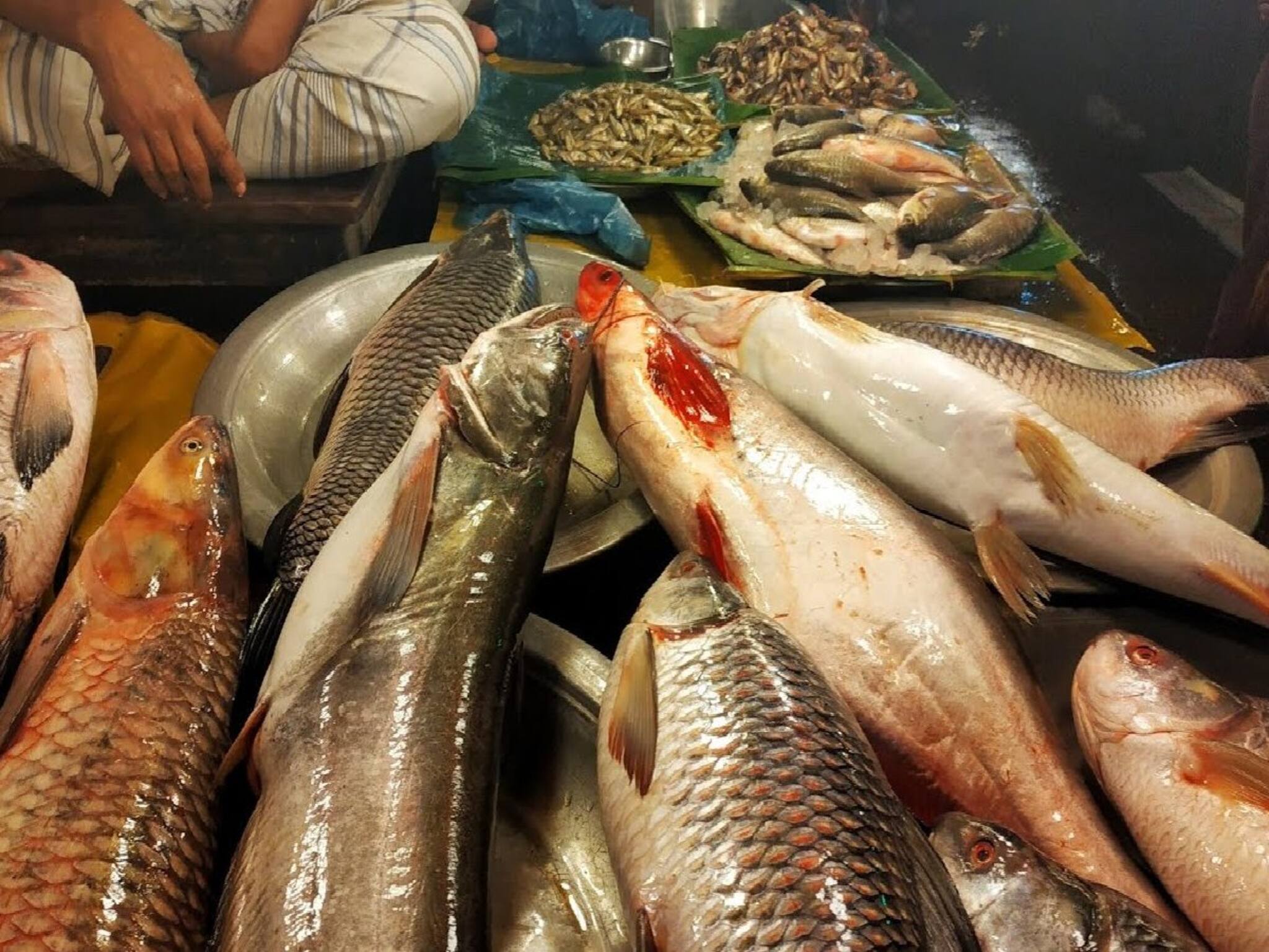 এই বাজারে মাছ জাস্ট নেই! চারদিন ধরে মাথায় হাত বাঙালিদের, কেসটা কী