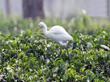 প্রতীকী ছবি