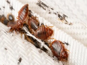 খাটে-বিছানায় ছারপোকার তাণ্ডব? কেমিক্যাল-স্প্রে নয়, এই সহজ ৫ উপায়ে মুশকিল আসান খাটে-বিছানায় ছারপোকার তাণ্ডব? কেমিক্যাল-স্প্রে নয়, এই সহজ ৫ উপায়ে মুশকিল আসান