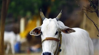 কোথায় বাধা হবে গরু - Photo- Representative 