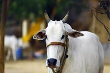 মাথাভাঙ্গায় ‘মাথা ভাঙাভাঙি’! গরু কোথায় বাধা হবে তা নিয়ে দুই পরিবারে তুলকালাম, পরিণতি...