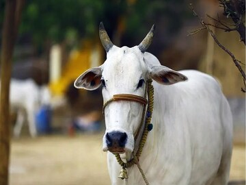 কোথায় বাধা হবে গরু - Photo- Representative 