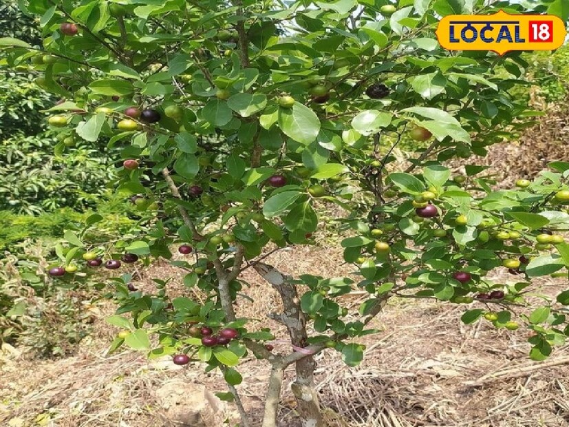 পুষ্টিবিদ বিশ্বজিৎ দাস বলেন, শুধু এই গাছের ফল না পাতা, শেকড়ও মহৌষধি।