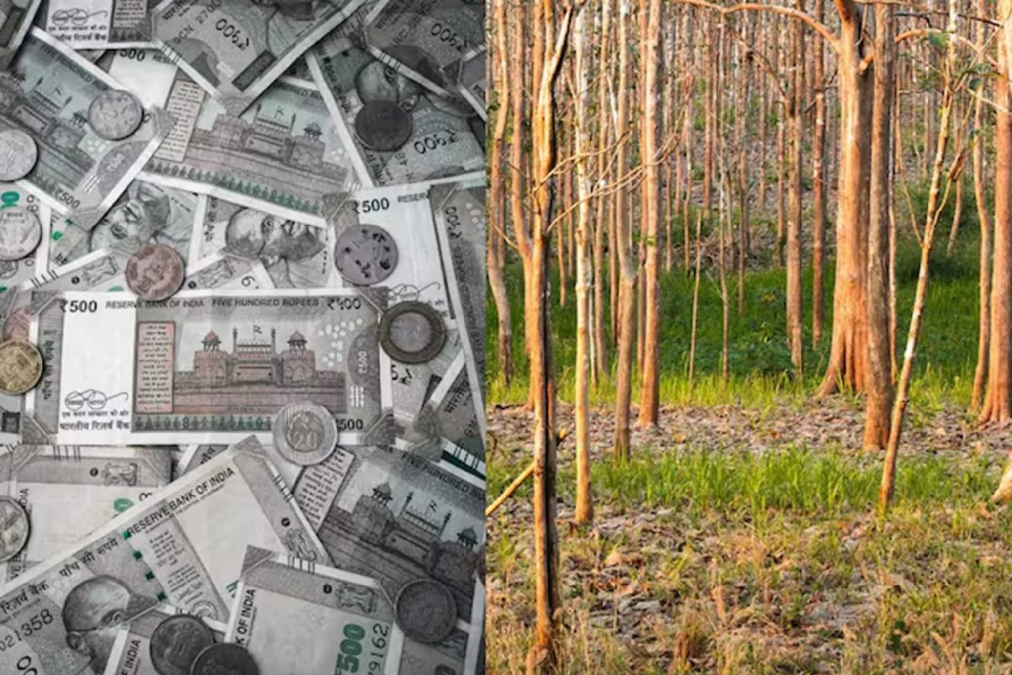 FD-তে টাকা না রেখে বরং বিনিয়োগ করুন এই গাছের উপর, হাতে আসবে মুঠো মুঠো টাকা !