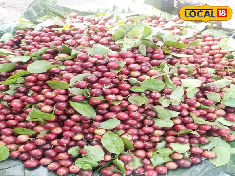বিলুপ্তপ্রায় এই ফলের নাম বৈঁচি ফল। যা কিছুটা চেরির মতো দেখতে। সুস্বাদু টক মিষ্টি স্বাদের এই ফল। তবে এর স্বাস্থ্যগুণ বেশ।
