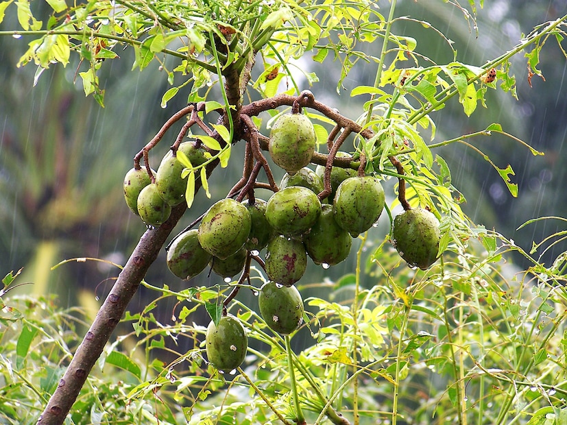 তথ্য বলছে, ১০০ গ্রাম আমড়ায় থাকে ৪৬ কিলো ক্যালোরি, প্রোটিন ০.২ গ্রাম, চর্বি ০.১ গ্রাম, শর্করা ১২.৪ গ্রাম, ক্যালসিয়াম ৫৬ মিলিগ্রাম, ফসফরাস ৬৭ মিলিগ্রাম, আয়রন ০.৩ মিলিগ্রাম, ভিটামিন C ৩৬ মিলিগ্রাম