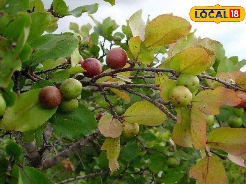 কাঁটা যুক্ত এই গাছ, যা বিলুপ্তপ্রায়। পশ্চিম মেদিনীপুর ও জঙ্গলমহল ঝাড়গ্রামের বিভিন্ন স্থানে এখনও দেখা যায়। এই গাছের পাতা বা ফলের গুরুত্ব জানলে অবাক হবেন।