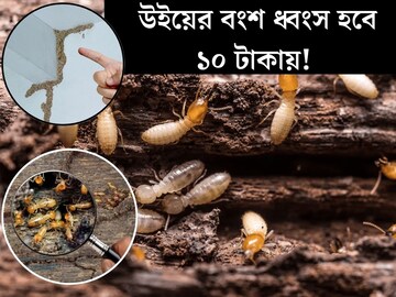 উই ধরে সর্বনাশ কাঠের ফার্নিচার, দেওয়ালেরও! ঝাঁঝরা করছে ঘুনপোকা? ১০ টাকায় ব্রহ্মাস্ত্র