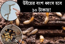 উই ধরে সর্বনাশ কাঠের ফার্নিচার, দেওয়ালেরও! ঝাঁঝরা করছে ঘুনপোকা? ১০ টাকায় ব্রহ্মাস্ত্র