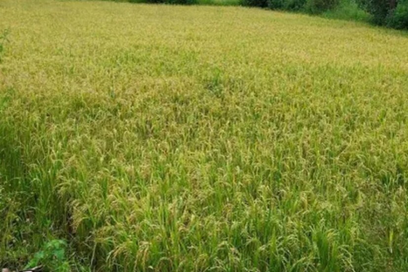 সরিষার খোল একাধিক পুষ্টি উপাদানের ভাণ্ডার: সরিষার খোল আসলে চাষবাসে ব্যাপক ভাবে ব্যবহার করা হয়। এর মধ্যে উপস্থিত থাকে একাধিক পুষ্টি উপাদান বা নিউট্রিয়েন্টস। বলা ভাল, সরিষার খোল কিন্তু নিউট্রিয়েন্টসের ভাণ্ডার। এর মধ্যে প্রচুর পরিমাণে থাকে নাইট্রোজেন, বোরন, সালফার, জিঙ্ক, ফসফরাস এবং পটাশের মতো প্রধান এবং জরুরি নিউট্রিয়েন্টস। (Representative Image)