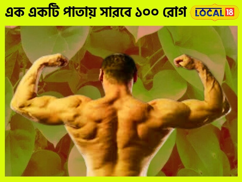 আয়ুর্বেদে গুলঞ্চ একটি বিশেষ গুরুত্ব রয়েছে ৷ আয়ুর্বেদাচার্য সূত্রে জানতে পারা গিয়েছে এটি একটি ঔষধি পত্র ৷ এতে শরীরের সমস্ত রোগের হাত থেকে মুক্তি পাওয়া যায় ৷ প্রতীকী ছবি ৷
