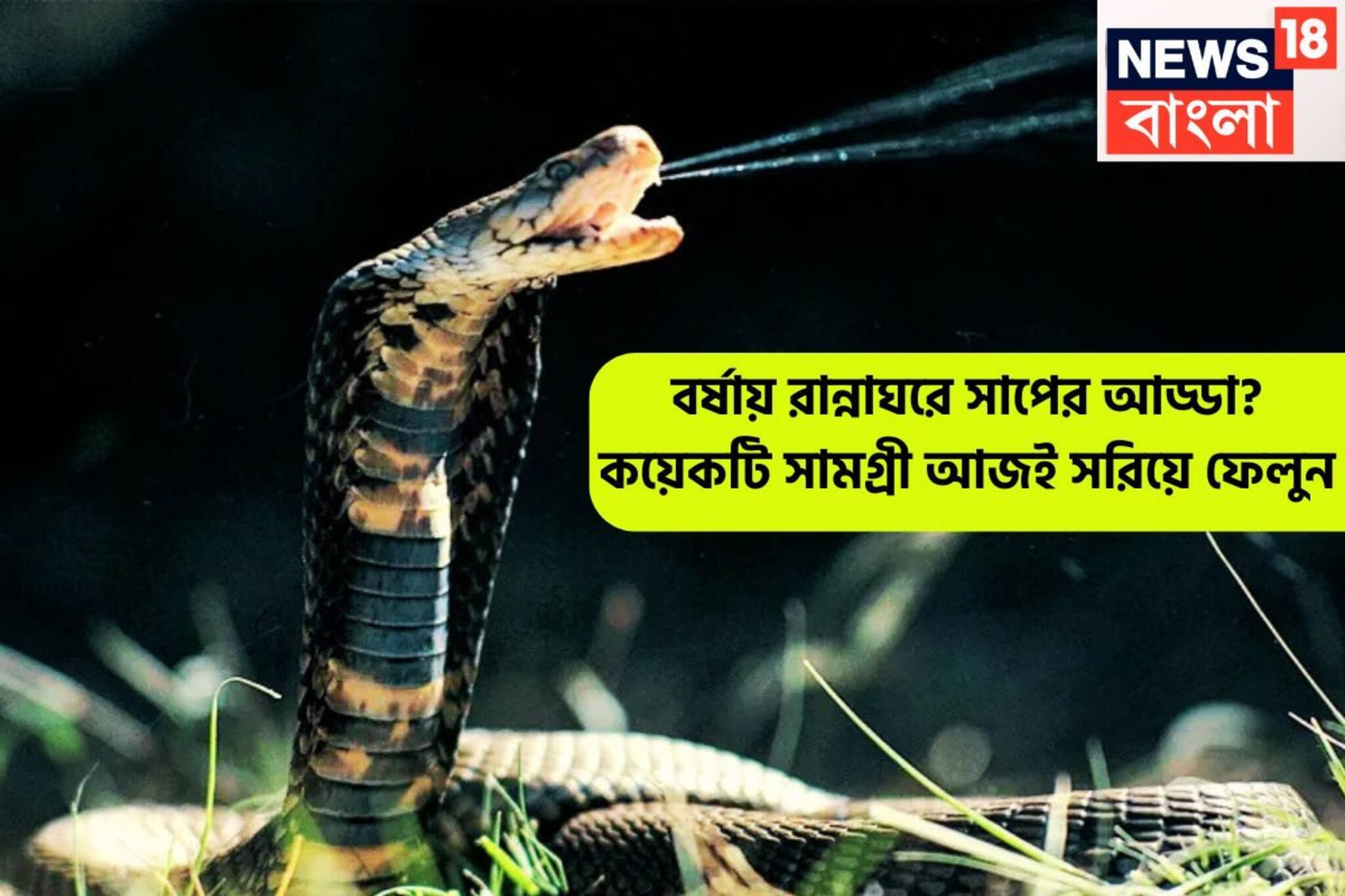 বর্ষাকালে রান্নাঘরে সাপের উপদ্রব! কয়েকটি জিনিস থাকলেই ছেঁকে ধরবে, আজই দূর করুন