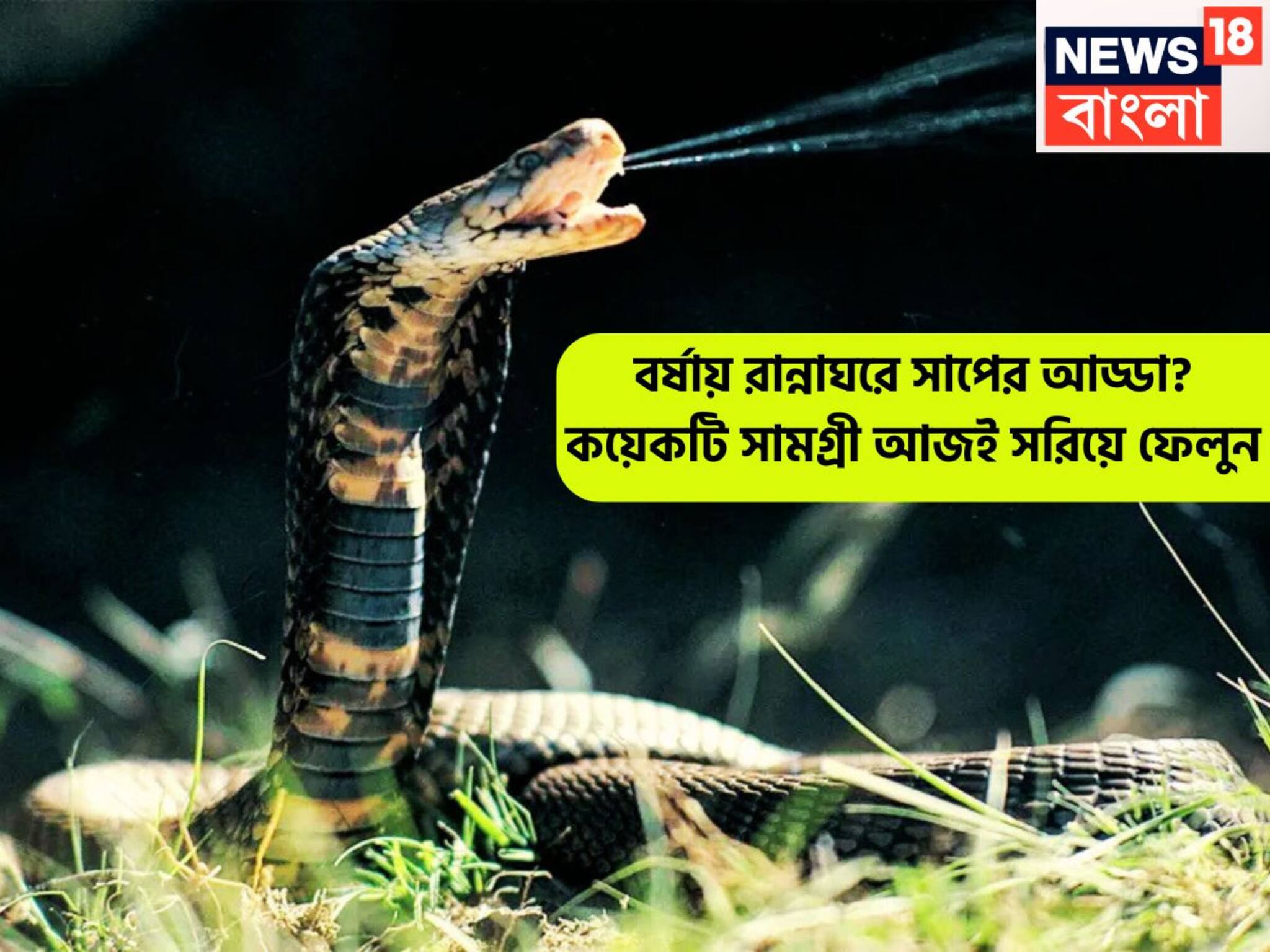 Snake Warning Tips: বর্ষাকালে রান্নাঘরে সাপের উপদ্রব! কয়েকটি জিনিস থাকলেই ছেঁকে ধরবে, আজই দূর করুন ভাঁড়ার থেকে