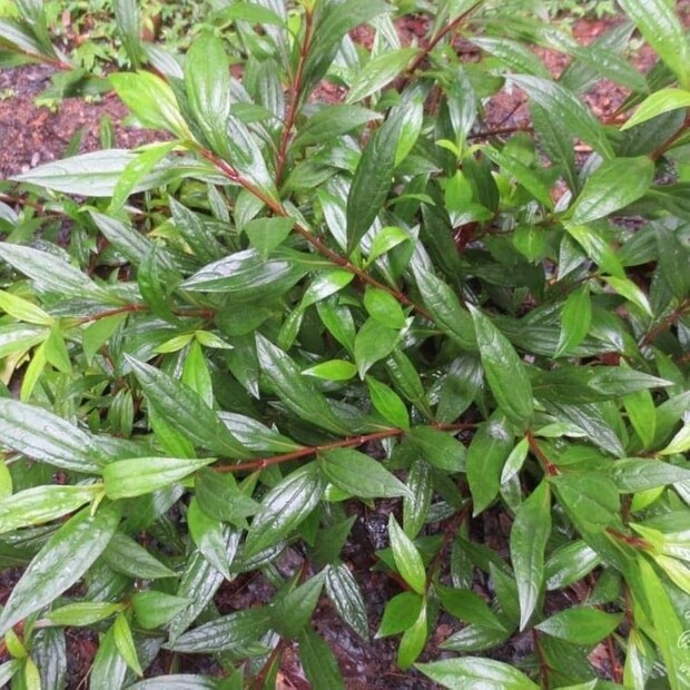 অপুষ্টিজনিত কারণে প্রেসার-লো হবার সম্ভাবনা প্রবাল দেখা যায় তাৎক্ষণিক সমস্যা সমাধানে এভিটোরিয়াম আয়াপানা পাতার রস ধন্বন্তরি। রক্ত আমাশয় বা পাইলসের সমস্যায় শরীর থেকে অনর্গল রক্ত বেরিয়ে যাচ্ছে এমন সমস্যায় দারুন উপযোগী এই পাতা।