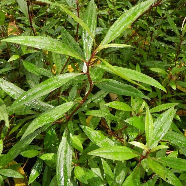 শুশনী বা সজনে শাকের মত বহু পাতা ব্লাড প্রেসার কম করতে বা হাতের কাছে বিভিন্ন ঔষধি গুনসম্পন্ন উদ্ভিদ মানুষের জানা, রক্ত পেশার বাড়ানোর ক্ষেত্রে আয়াপান পাতা মহাঔষধি। পাশাপাশি নার্ভ সতেজ করতেও এই পাতা দারুন উপকারি।