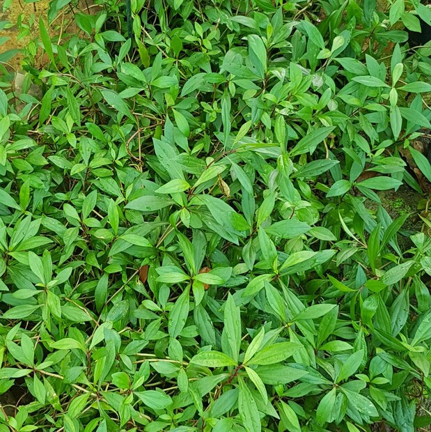 এ প্রসঙ্গে চিকিৎসক সৌরেন্দু শেখর বিশ্বাস জানান, আগেকার দিনে এই পাতার দারুণ ব্যবহার হত। এই গাছ মানুষের বাড়িতে কয়েকটা লাগিয়ে রাখলে যে কোনও সময় কাজে লাগবে।