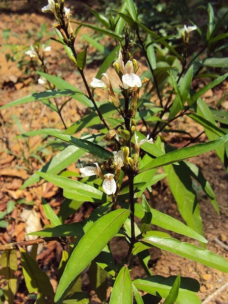 হঠাৎ রক্ত পড়া বন্ধ করা বা ব্লাড প্রেসার বাড়াতে ৩-৪ চামচ এই পাতার রস চিনি আখের গুড় বা বাতাসার সঙ্গে মিশিয়ে খেলে উপকার পাওয়া যেতে পারে। সকালে খালি পেটে ও বিকেলে পেট খালি অবস্থায় খেলে উপকার পাওয়া যায়। 