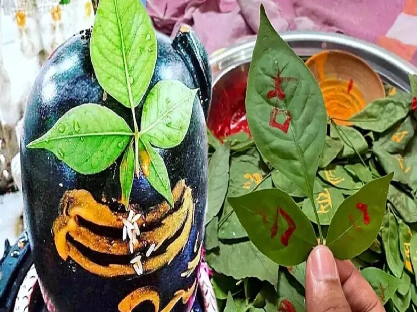 *উদ্ভিদের যত্ন এবং সুরক্ষাঃ গাছের চারপাশের শুকনো বা আক্রান্ত শাখা পর্যায়ক্রমে কেটে ফেলতে হবে। ইউক্যালিপটাস, লেবু বা সাইট্রাসের উপর ভিত্তি করে প্রাকৃতিক তেলগুলি কীটপতঙ্গ থেকে রক্ষা করার জন্য স্প্রে করা যেতে পারে। এটি গাছকে দীর্ঘ সময়ের জন্য সুস্থ এবং সবুজ রাখবে।