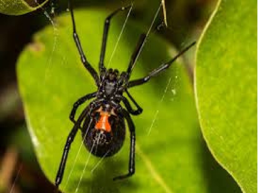 Black Widow Spiderএই প্রজাতির মাকড়সা প্রেয়িং ম্যান্টিসের মতো৷ ব্ল্যাক উইডো স্পাইডার সঙ্গমের পর নিজেদের পুরুষ সঙ্গীকে মেরে ফেলে এবং তাদের খেয়েও নেয়৷ সঙ্গমের পরেই নিজেদের বৈধব্য বরণ করে নেয় মেয়ে ব্ল্যাক উইডো স্পাইডাররা৷