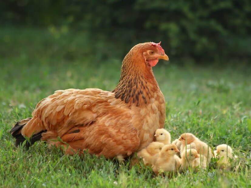 Chickensবদ্ধ কুপের মধ্যে আটকে থাকলে যেখানে ভিড়ে মুরগিরা নড়াচড়া করতে পারে না৷ তাতে তারা স্ট্রেসড হয়ে গেলে নিজের ছোট মুরগির ছানাদের খেয়ে নেয়৷ অনেক সময় ডিমও খেয়ে নেয় তারা৷