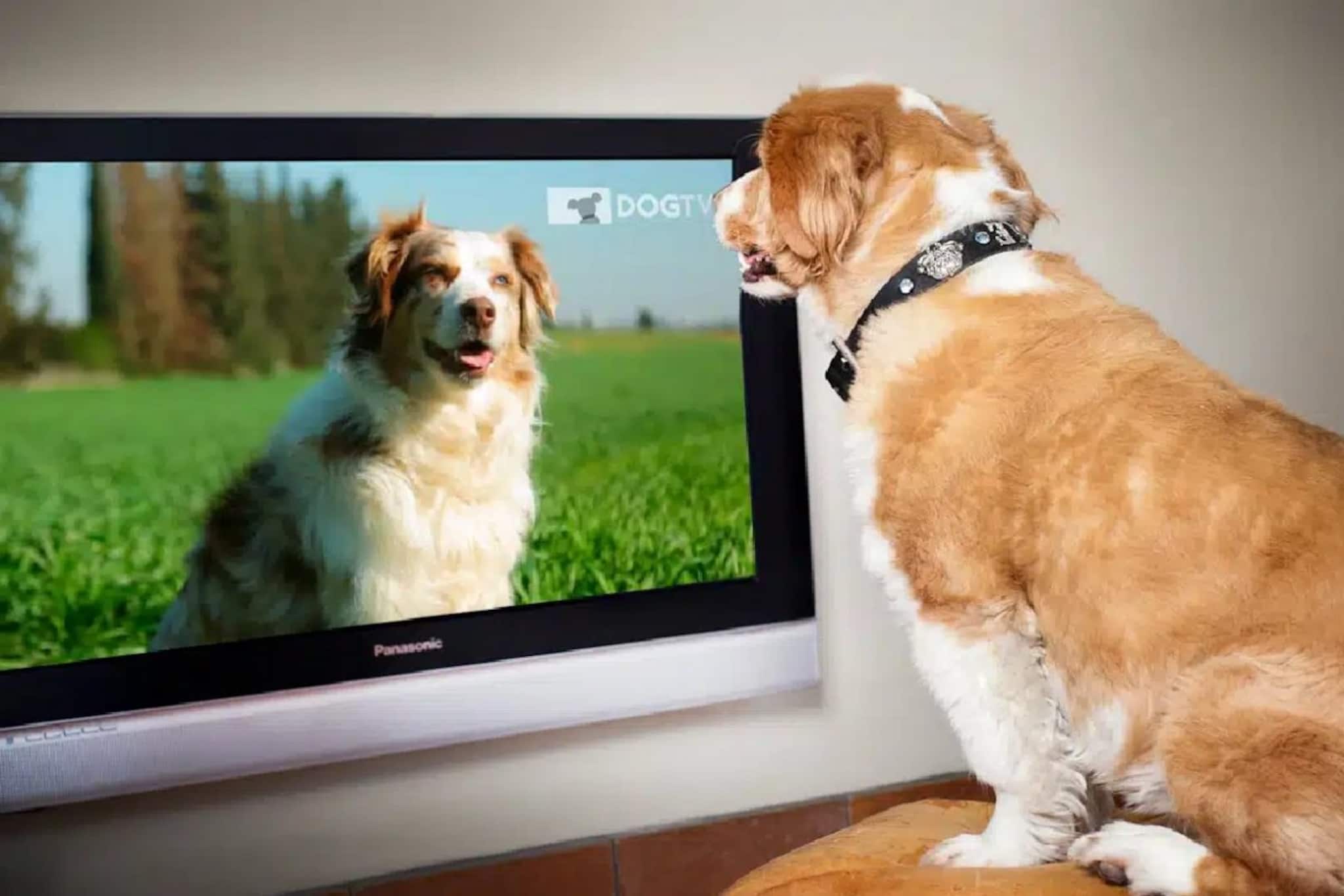 আপনার পোষ্য কুকুর কি টিভি দেখে? তাহলে অবশ্যই এটি জানুন