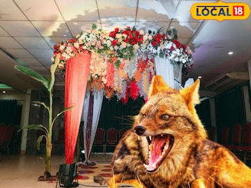Fox At Wedding: রাত হতেই বিয়েবাড়ির অতিথি হিসেবে এল শিয়াল! মাথায় হাত পড়ল রব-কনের, যা হল তারপর…