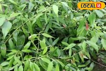 বাড়ির খাবারে স্বাদ-গন্ধ হোটেলের মতো হবে,স্বাস্থ্যও রাখবে ভাল,বাড়ির টবে চাষ করুন এই পাতা