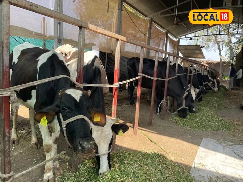 খামারে থাকা পশুদের মশা-মাছির কামড় থেকে সুরক্ষিত রাখতে তাঁদের কিছু পদক্ষেপ গ্রহণ করতে হয়। অনেক গবাদি পশুপালনকারীই খামারে মশারি টাঙিয়ে এই সমস্যা থেকে পশুদের রক্ষার চেষ্টা করেন। কিন্তু এই সমস্ত কিছু সত্ত্বেও কিছুতেই কমে না মশা-মাছির দাপট। যার জেরে গবাদি পশুরা দুধও কম দেয়। ফলে সরাসরি আর্থিক ক্ষতির সম্মুখীন হন পশুপালনকারীরা। তাই এই সমস্যা প্রতিরোধের কিছু উপায় সম্পর্কে আলোচনা করে নেওয়া যাক। (Representative Image)