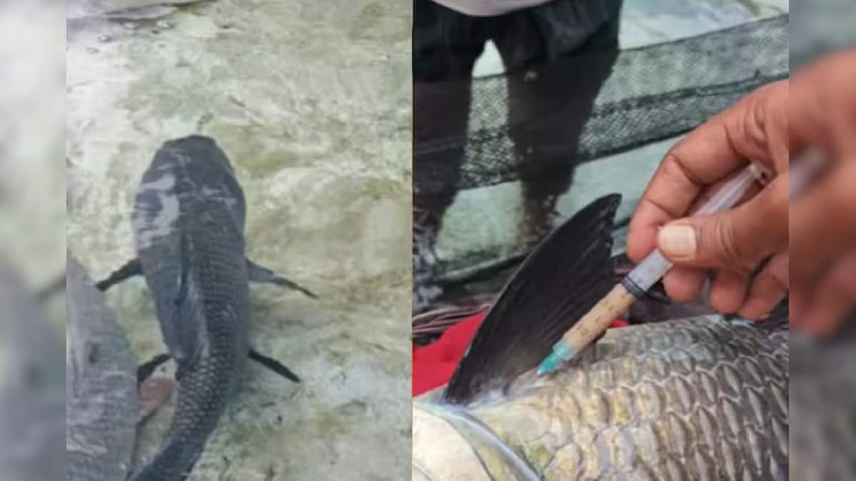 Fish Inject Injection In Fish- মাছের শরীরে দেওয়া হচ্ছে হরমোন ইঞ্জেকশন, সোশ্যাল ...