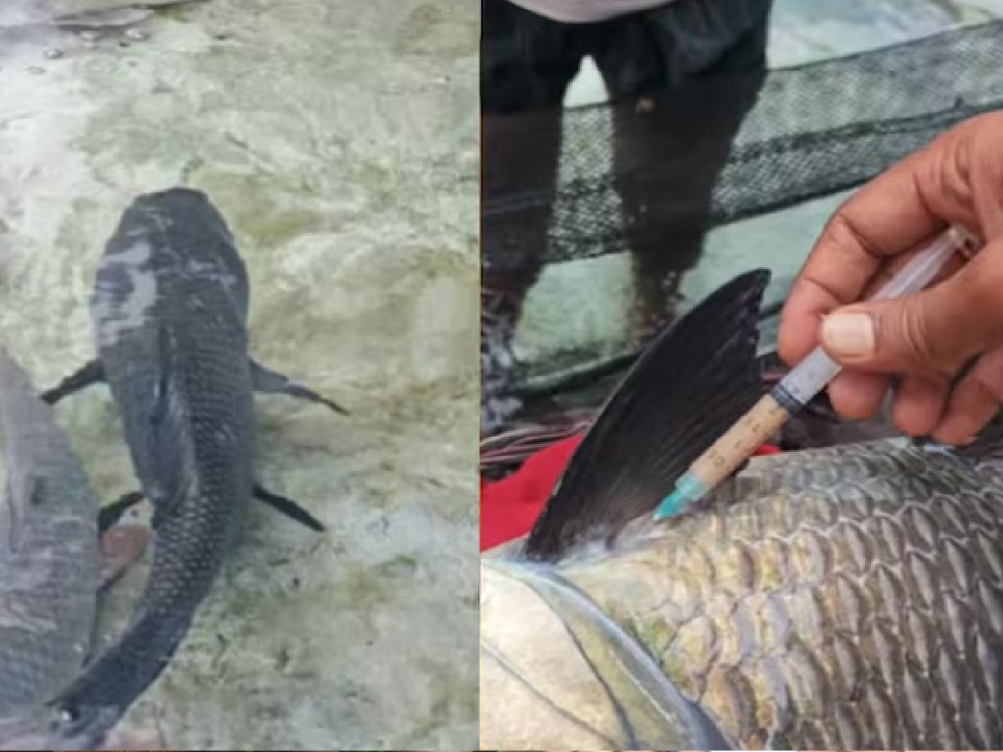 Fish: মাছ তো খাচ্ছেন, কী দেওয়া হচ্ছে মাছে জানেন? মানুষের জীবন নিয়ে টানাটানি! Viral Video