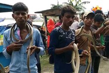 গিজগিজ করছে বিষাক্ত সাপ, মুখে করে নিয়েই দে ছুট, ভিডিও দেখলে পিলে চমকাবে