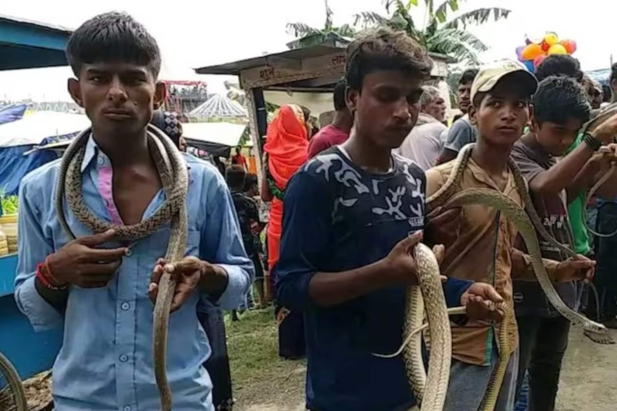 গিজগিজ করছে বিষাক্ত সাপ, মুখে করে নিয়েই দে ছুট, ভিডিও দেখলে পিলে চমকাবে