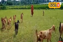 ছাগল চাষ করে এত টাকা আয়? কত জানলে চমকে যাবেন!