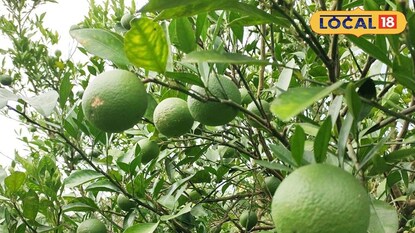 মালদহে মুসাম্বি লেবু চাষে আগ্রহ বাড়ছে চাষিদের