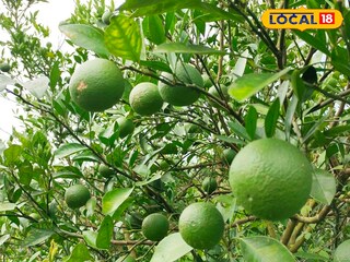 মালদহে মুসাম্বি লেবু চাষে আগ্রহ বাড়ছে চাষিদের