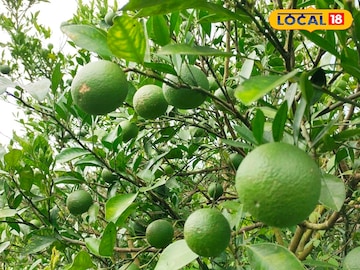 মালদহে মুসাম্বি লেবু চাষে আগ্রহ বাড়ছে চাষিদের