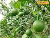 লেবু চাষ করেই দ্বিগুণ লাভ, কম পরিশ্রমে প্রতি মাসে হাজার হাজার টাকা আয়