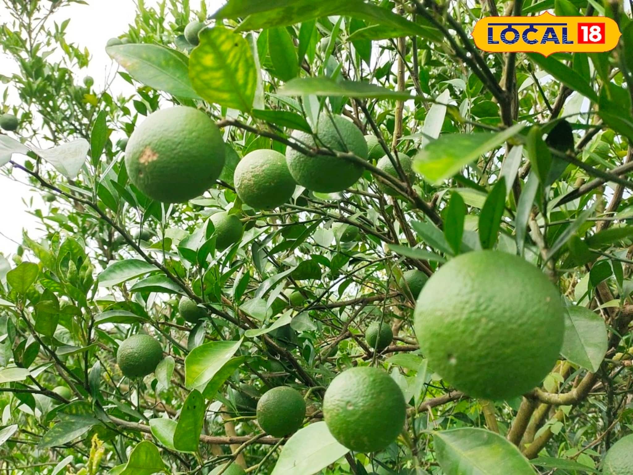 রফতানির চিন্তা নেই, এই চাষ করলে স্থানীয় বাজারেই বিক্রি হবে মুহূর্তে