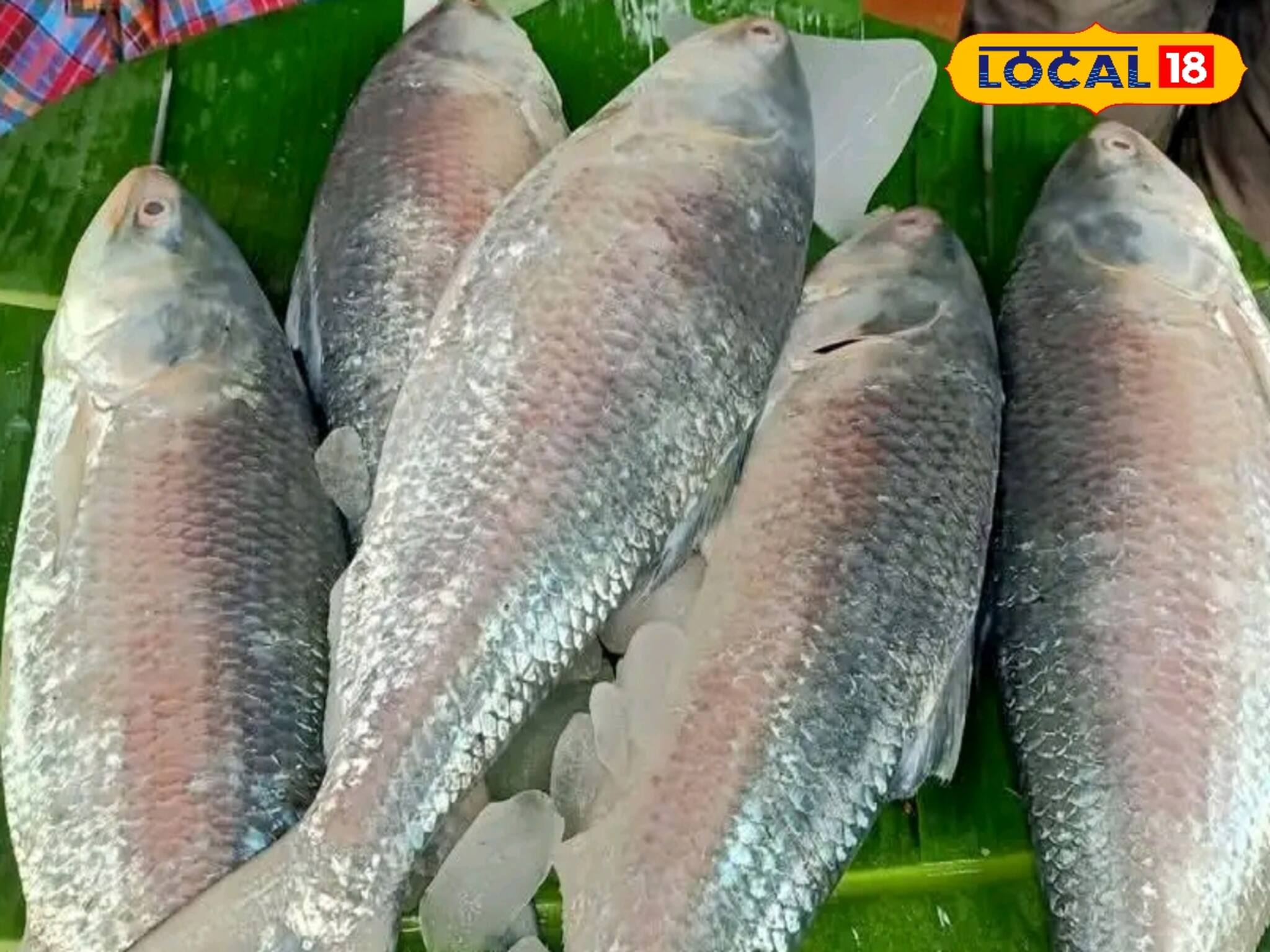 জাল ফেললেই ঝাঁকে ঝাঁকে ইলিশ! সুদিনের আশায় মৎস্যজীবীরা! কেন জানেন