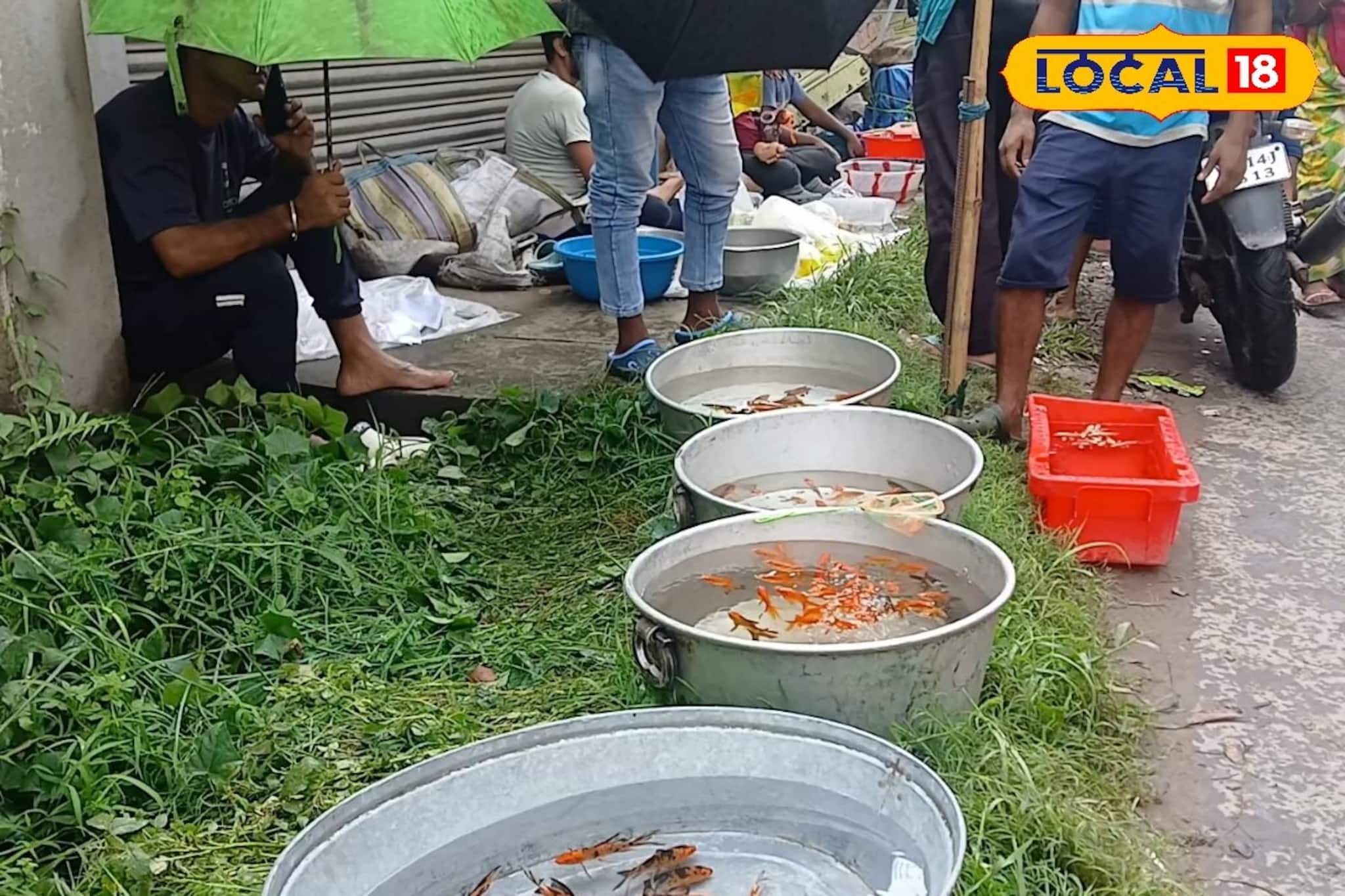 রথের মেলা মানেই জিলিপি-পাঁপড়! এসব অতীত! বাংলার এই রথের মেলার মূল আকর্ষণ 'রঙিন মাছ'