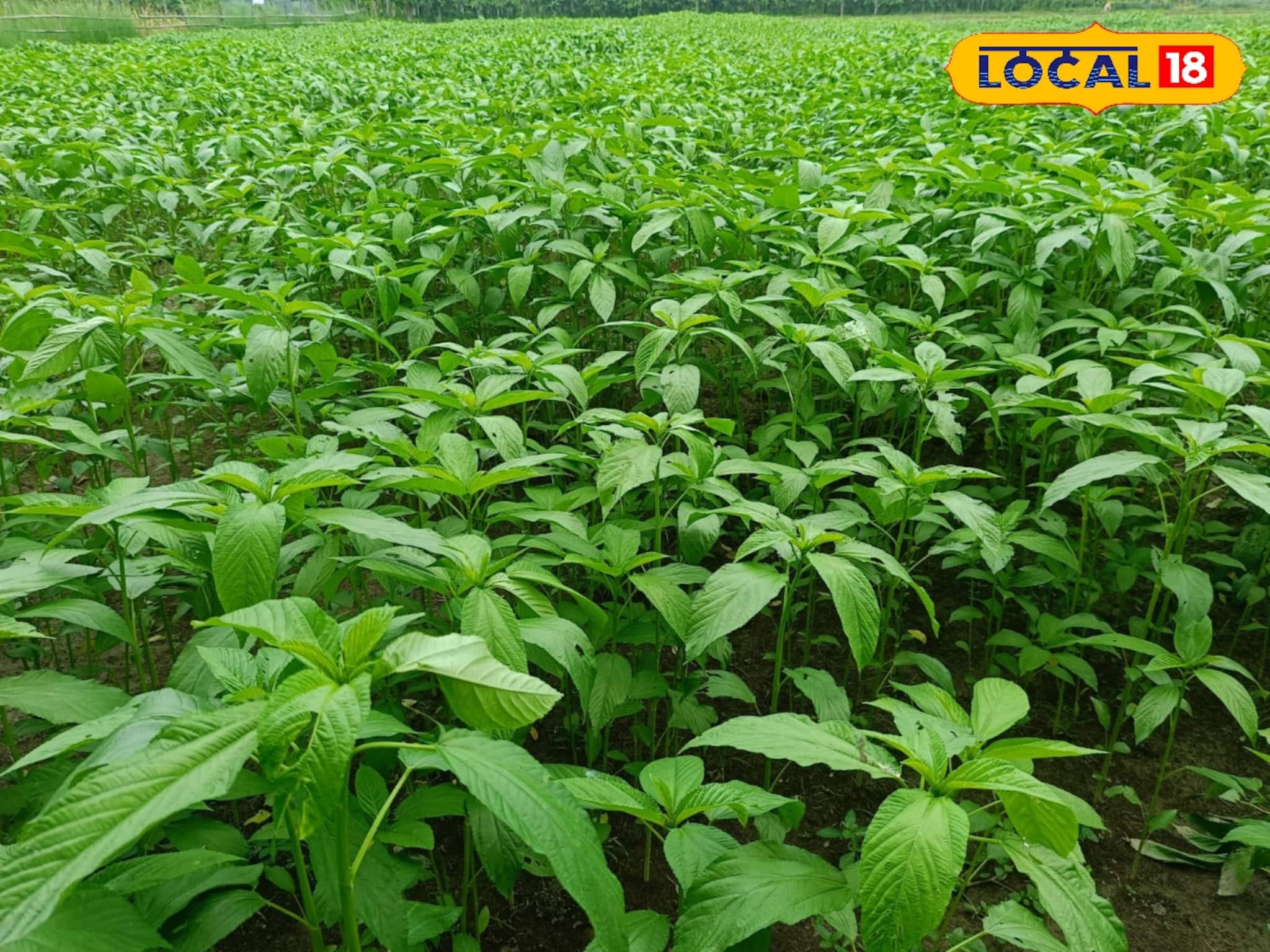 পাট চাষে ব‍্যয় বেশি,আগ্রহ হারাচ্ছেন কালচিনির কৃষকরা