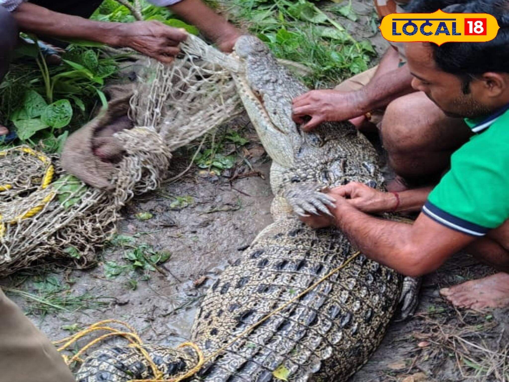 পুকুরে সাঁতার কাটছিল ৮ ফুটের মহিলা কুমির!দেখেই 'থ' বাসিন্দারা!পুরোটা শুনলে কাঁটা দেবে গায়ে