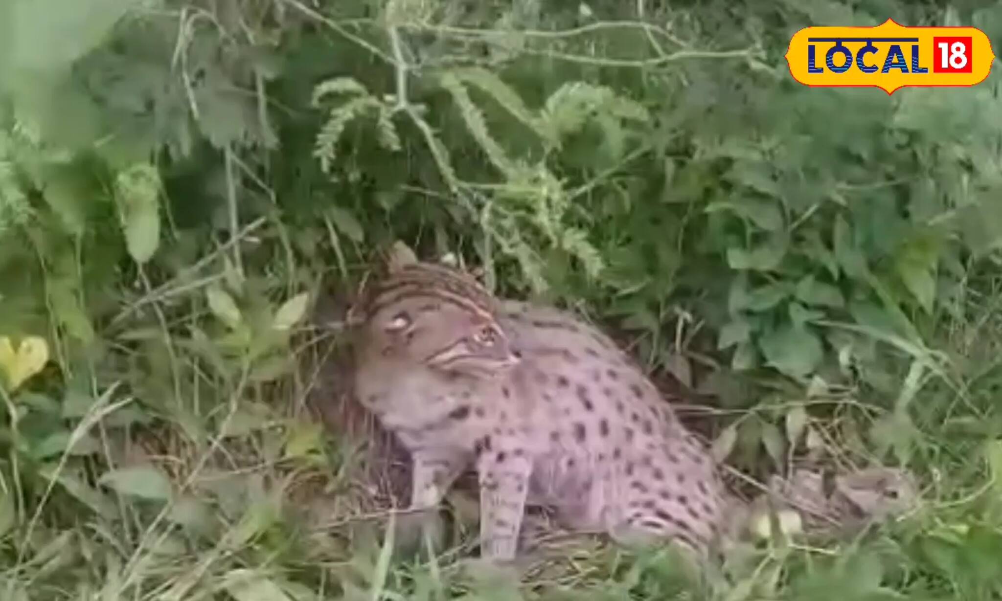 রাস্তার ধারের ঝোপে বিকট আওয়াজ! কাছে যেতেই যা বেরিয়ে এল...হাফ ছেড়ে বাঁচল সকলে