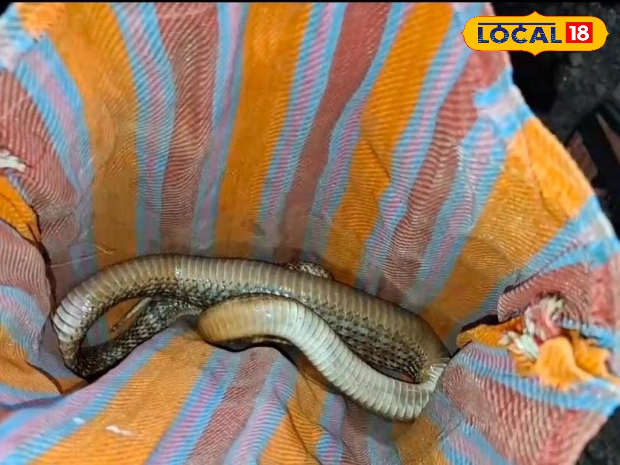 প্রাণে বাঁচতে ছোবল দেওয়া সাপ নিয়ে হাসপাতালে হাজির রোগীর পরিবার! তারপর যা ঘটল...শিউরে উঠবেন