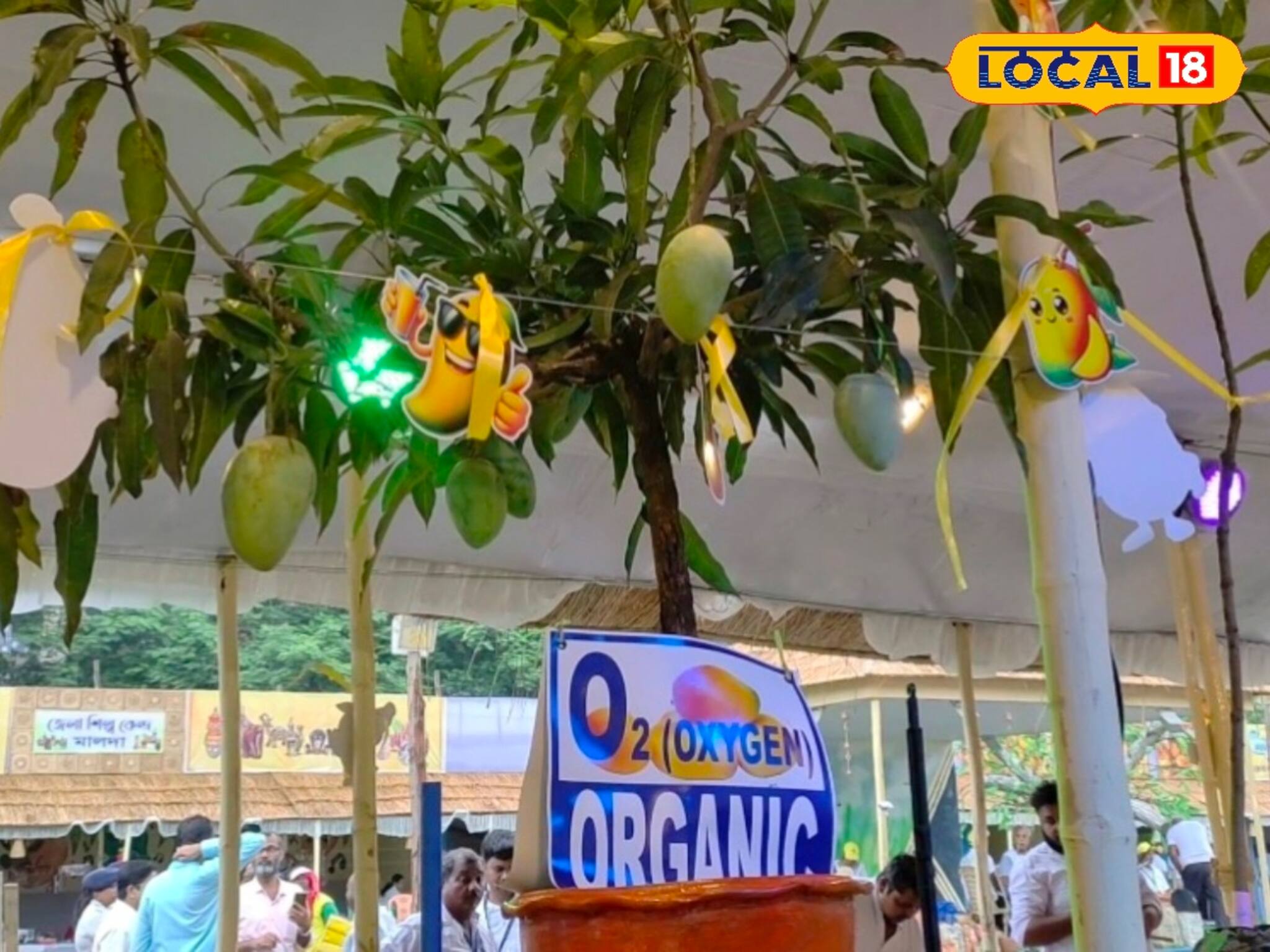 হিমসাগর-ফজলি ফেল, এবার বাজার মাতাচ্ছে পরিচয়হীন আম ‘অক্সিজেন’! দাম শুনলে চমকে যাবেন