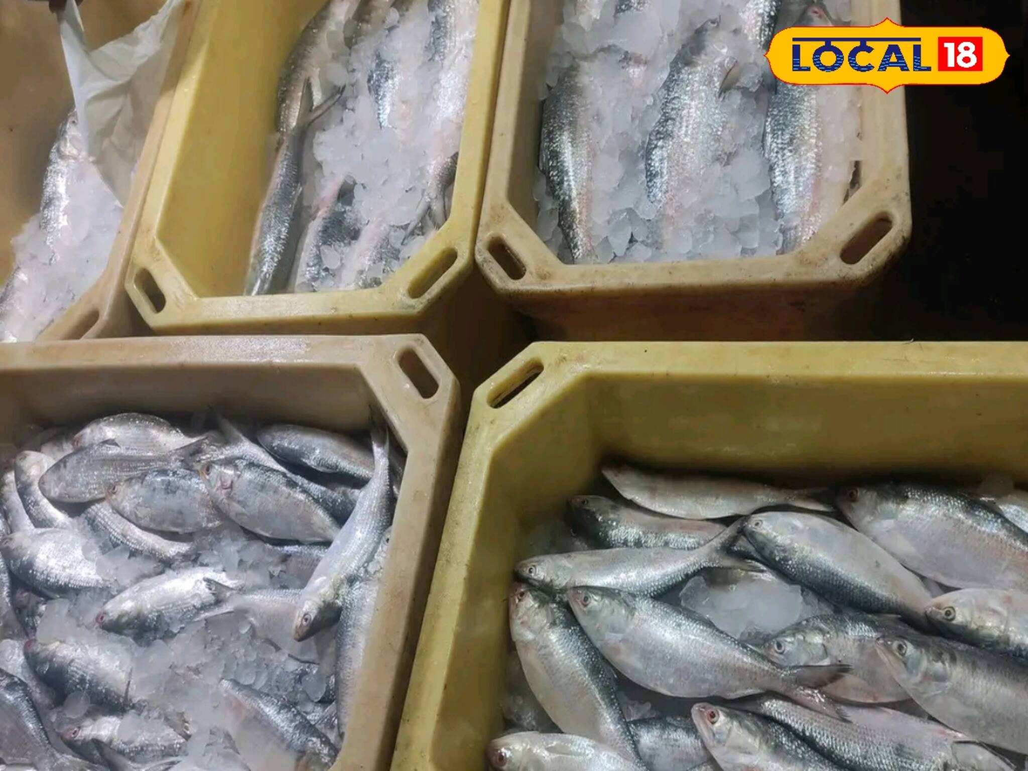 চড়চড়িয়ে বাড়ছে ইলিশের দাম! খামখেয়ালি আবহাওয়ায় মাছের জোগানে টান, দাম বেড়ে কত হবে?
