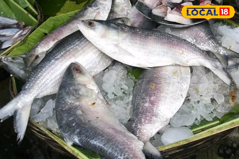 ইলিশের দাম যেখানে ৬০০ টাকাতে নেমেছিল সেখানে ইলিশের দাম উঠেছে ৮০০ টাকা প্রতি কেজি। অপরদিকে বড় মাছ ২২০০ টাকা কেজিতে পৌঁছে গিয়েছে।