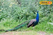 বৃষ্টিধারায় পেখম তুলে নাচছে ময়ূরের দল! দূরে নয়, ঘরের কাছেই দেখতে হলে চলে আসুন এখানে